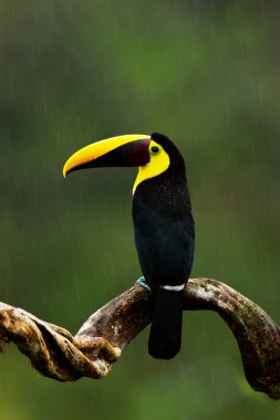 Kestane mandibled Toucan