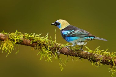 Golden-hooded Tanager clipart