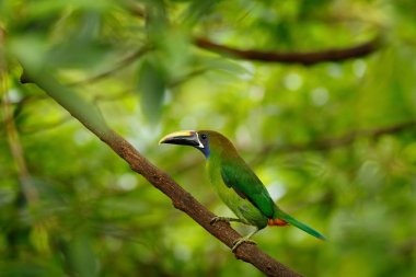 Mavi boğazlı Toucanet