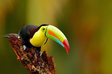 Keel-billed Toucan clipart