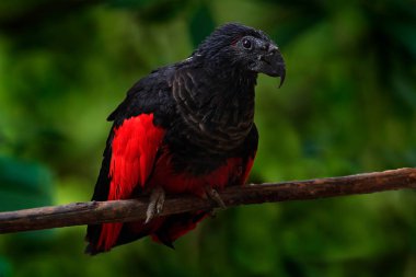 rare bird from New Guinea clipart