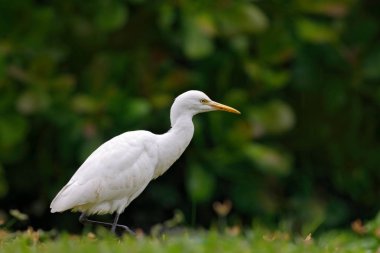 Yeşil bitki örtüsü içinde beyaz balıkçıl