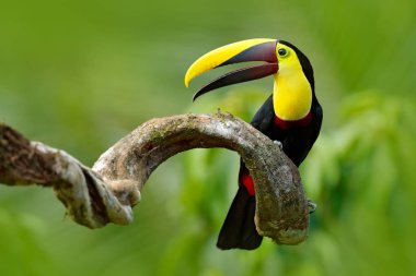Kestane mandibled Toucan