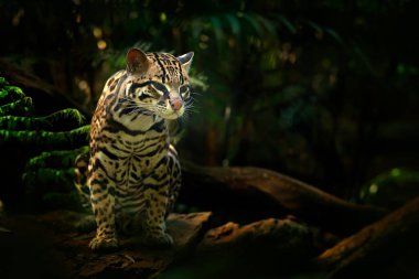ocelot in tropical forest clipart