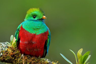 Resplendent Quetzal in Costa Rica clipart