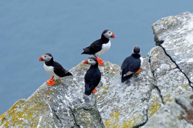 Atlantik kayalıklarda oturan Puffins