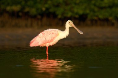 Roseate Spoonbill in water clipart