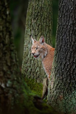 Eurasian Lynx between tree trunkst clipart