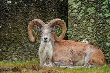 Yaban koyunu Urial