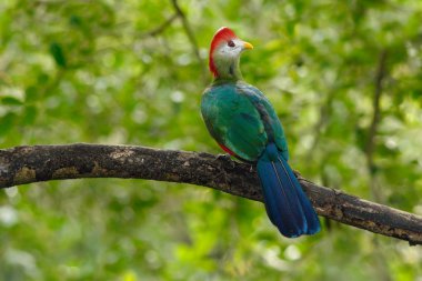 Kırmızı ibikli Turaco