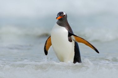Gentoo penguin jumps out of water clipart