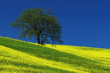 Sarı çiçek alan ağaçta