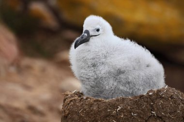 Kara kaşlı Albatros şirin bebek