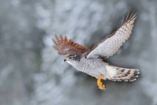 Goshawk do Norte voando na floresta de inverno — Fotografia de Stock