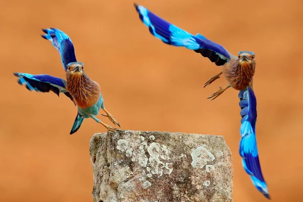 Aves rodantes en vuelo —  Fotos de Stock