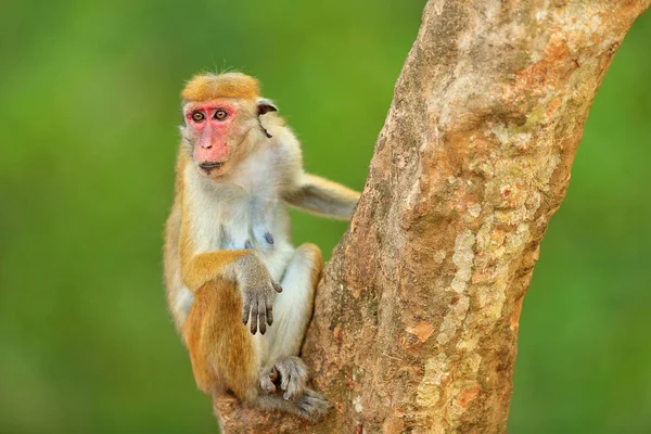 Toque makak sedí na stromě — Stock fotografie