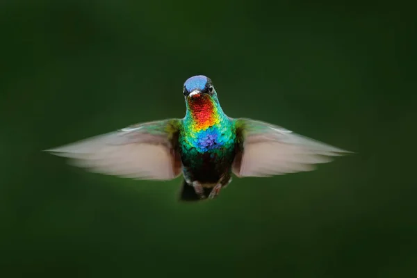 Ognisty throated Hummingbird — Zdjęcie stockowe