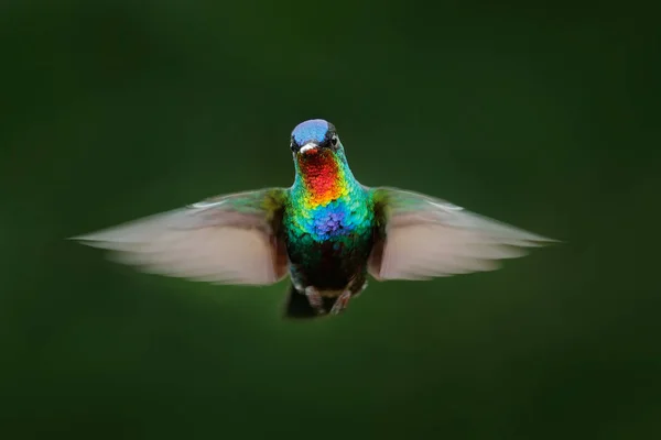 Fiery-throated Hummingbird — Stockfoto