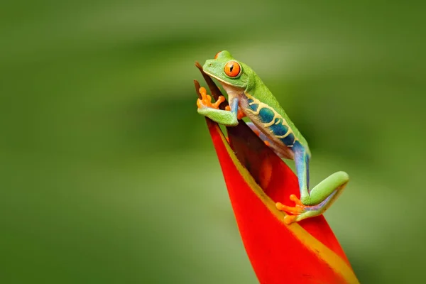 Rana arborícola de ojos rojos —  Fotos de Stock