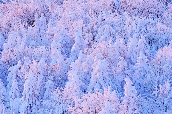 Luz rosada de la mañana sobre bosque de invierno — Foto de Stock