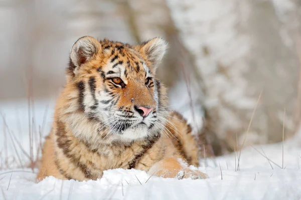 Amur tygr odpočívá ve sněhu — Stock fotografie