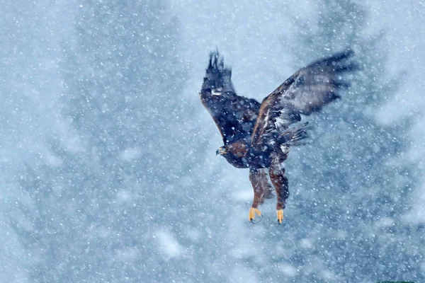 Vitstjärtad örn som flyger — Stockfoto