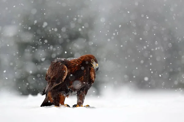 雪の中で座っているゴールデン ・ イーグル — ストック写真