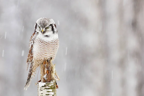 Hawk Owl sitting on branch — Stock Photo, Image