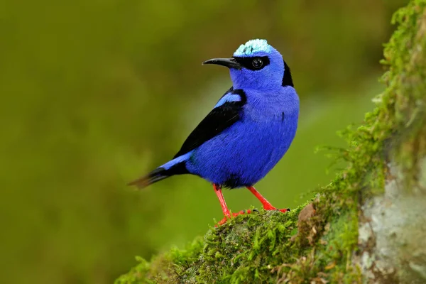 Honeycreeper brilhante na árvore — Fotografia de Stock