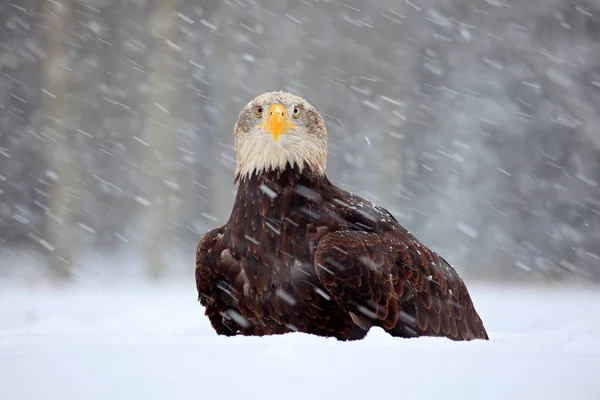 Haliaeetus leucocephalus sedět ve sněhu — Stock fotografie