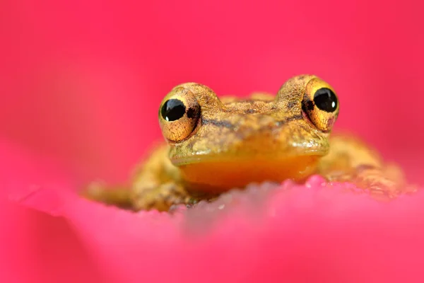 Stauffers Treefrog κάθεται στη ροζ φύλλο — Φωτογραφία Αρχείου