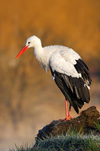 White stork on tree trunk