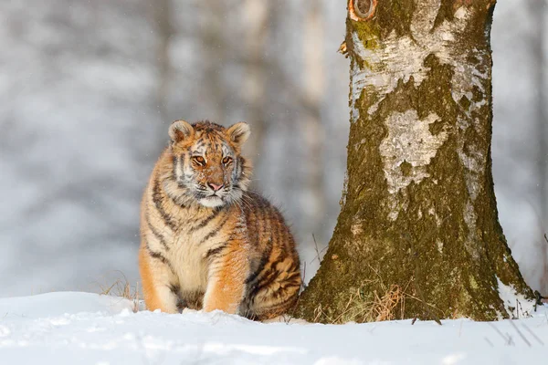 Amur tijger zittend in de sneeuw — Stockfoto