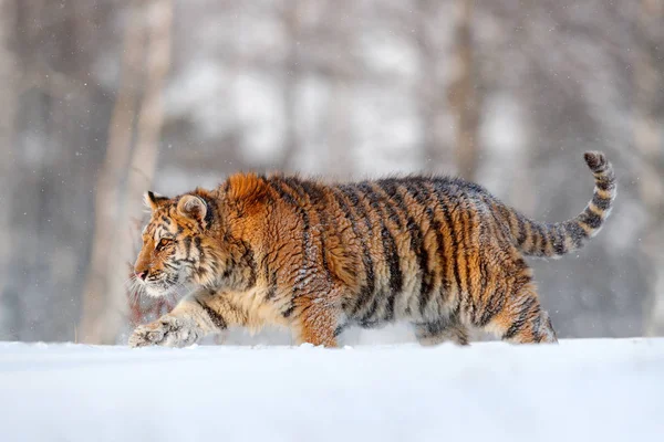 Сибирский тигр в снегу — стоковое фото