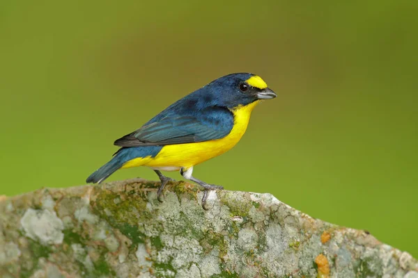 Eufonia de garganta amarela — Fotografia de Stock