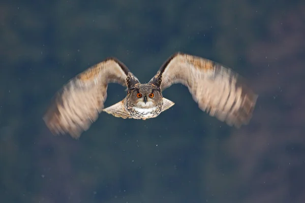 Fliegender eurasischer Uhu — Stockfoto