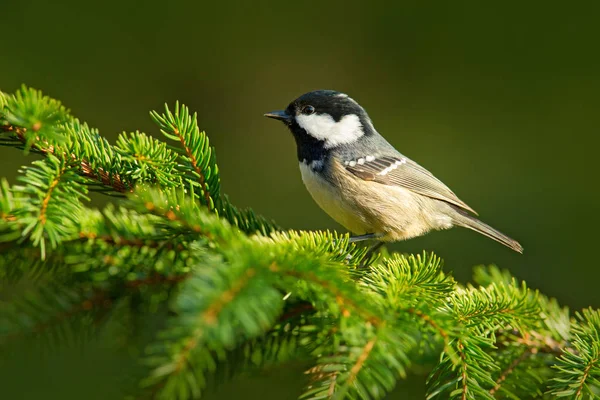 Carbón Tit sentado en la rama de liquen — Foto de Stock