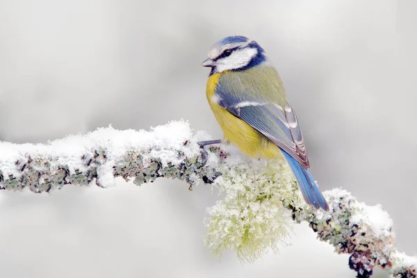 Blue Tit na floresta de inverno — Fotografia de Stock