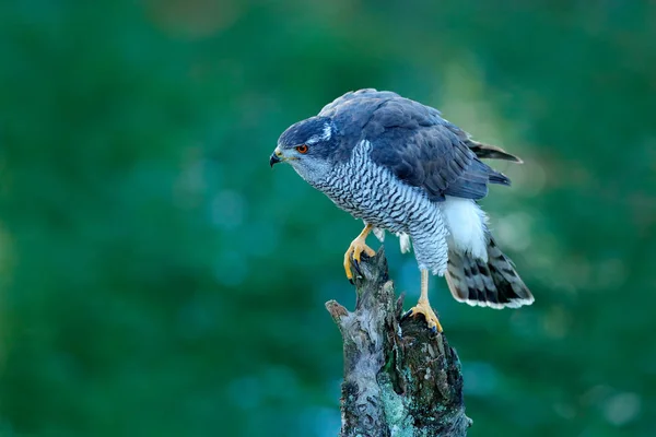 Goshawk, сидячи на пень — стокове фото