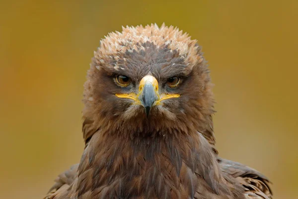 Steppe Eagle head — Stock Photo, Image