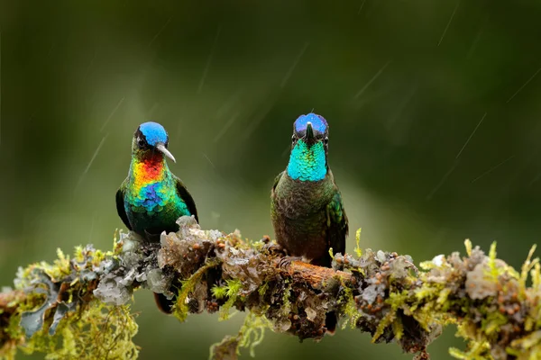 Fiery-throated Hummingbird en prachtige Hummingbird — Stockfoto