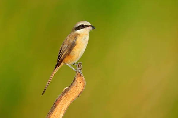 Barna gébics bird — Stock Fotó