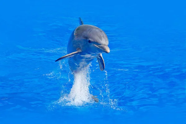 Бутылочный дельфин в голубой воде — стоковое фото