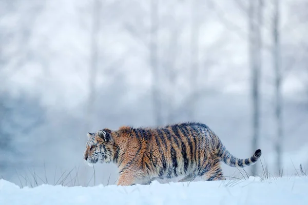 Амурский тигр в снегу — стоковое фото