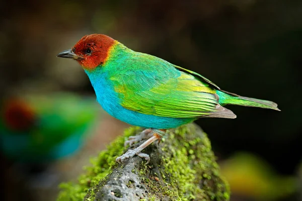 Tanager cabeza de bahía — Foto de Stock