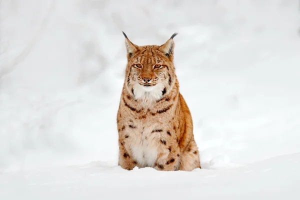 Eurasian Lynx in inverno — Foto Stock