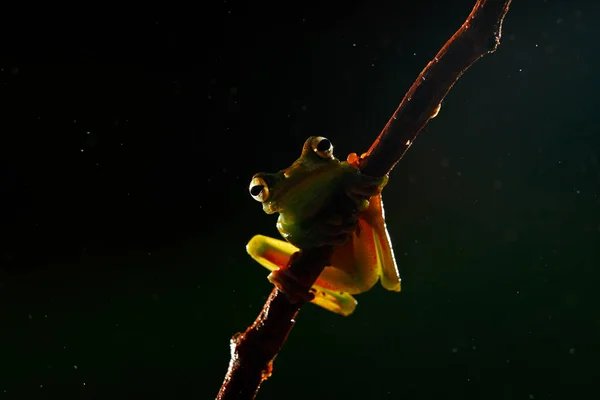 Olive Tree Frog — Stock Photo, Image