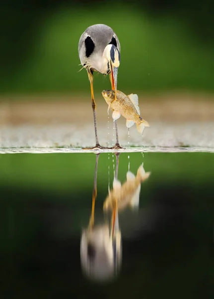 Graureiher beim Fischfang — Stockfoto