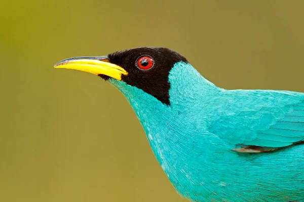 녹색 Honeycreeper 새 — 스톡 사진