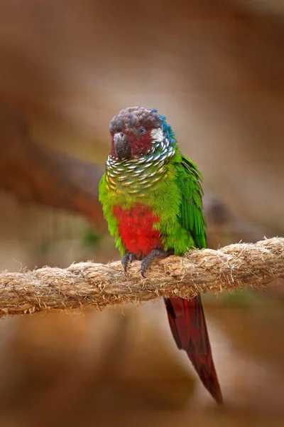 Ochre-marked Parakeet — Stock Photo, Image